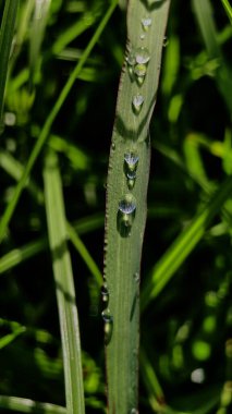 Dark Dew Drops on Grass arka planda. Şafakta Güzel Yağmur Damlalarının Doğa Arkaplanı.