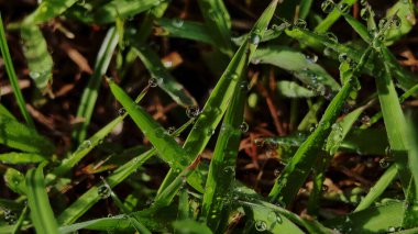 Dark Dew Drops on Grass arka planda. Şafakta Güzel Yağmur Damlalarının Doğa Arkaplanı.