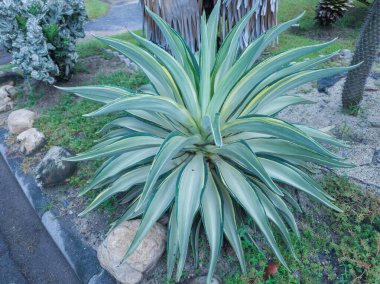 Tropikal bir çalıya yakın çekim. Bahçede ya da halka açık bir parkta yüz yıllık bitkiler