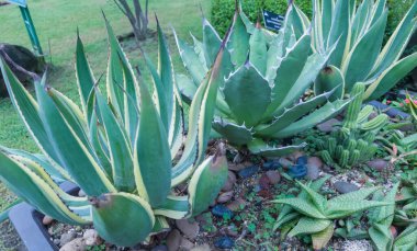 Tropikal bir çalıya yakın çekim. Bahçedeki ya da parktaki afili ya da lahanalı bitkiler