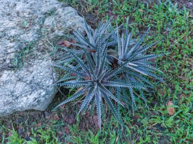 Tropikal bir çalıya yakın çekim. Dyckia ya da Bromeliad bitkileri bir bahçede ya da halka açık bir parkta