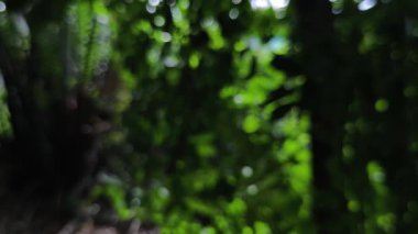 Gerçek zamanlı 4K video kaydı. Sessiz ve bulanık yeşil ağaç doğa ile bokeh abd balkon korkuluğu