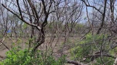 Gerçek zamanlı 4K video kaydı. Yapraksız yaprak döken ağaçlar ya da ağaçlar. Kamera hareketini büyüt