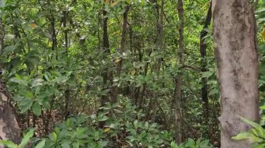 Gerçek zamanlı 4K video kaydı. Sahildeki güzel mangrov ormanları. Kamera hareketini büyüt