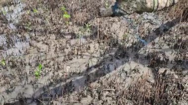 Gerçek zamanlı 4K video kaydı. Sahil şeridi boyunca mangrov ağaçları dikiyoruz. Kameralar soldan sağa dönüyor.