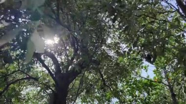 Gerçek zamanlı tam zamanlı video görüntüleri. Soldan sağa doğru çevir. Güzel doğa, mangrov ağaçları ve mavi gökyüzünde hafif bir esinti güneşli sabah