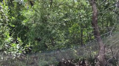 Gerçek zamanlı tam zamanlı video görüntüleri. Soldan sağa çevir. Güzel doğa, mangrov ağaçları ve mavi gökyüzünde hafif bir esinti güneşli sabah