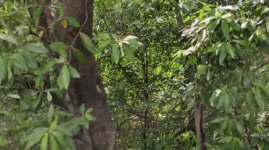 Gerçek zamanlı tam zamanlı video görüntüleri. Soldan sağa zum yap. Güzel doğa, mangrov ağaçları ve mavi gökyüzünde hafif bir esinti güneşli sabah