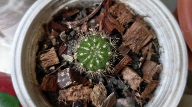 Kuraklığa dayanıklı ve sulu bitkilerin güzel doğal arka planı. Şehir yaşamı için küçük, çalılar, süslü ve sevimli çiçekler.