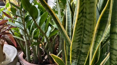 Kuraklığa dayanıklı ve sulu bitkilerin güzel doğal arka planı. Şehir yaşamı için küçük, çalılar, süslü ve sevimli çiçekler.