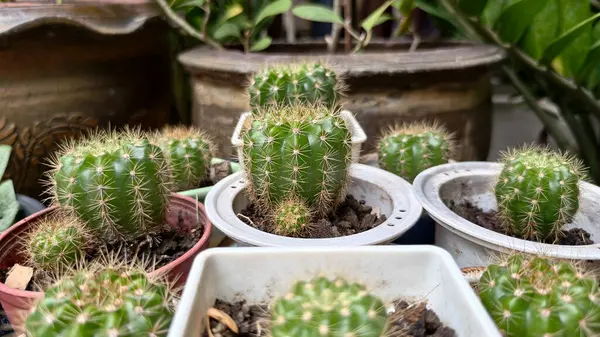 Kuraklığa dayanıklı ve sulu bitkilerin güzel doğal arka planı. Şehir yaşamı için küçük, çalılar, süslü ve sevimli çiçekler.
