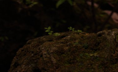 Kayalardaki koyu yosunlar ve bulanık yeşil yapraklar doğayı yansıtıyor. Ürün ve metin yerleştirmek için alanı kopyala.