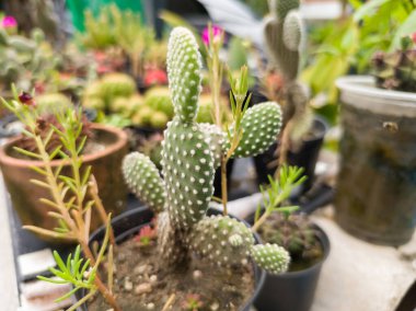 Kuraklığa dayanıklı ve sulu bitkilerin güzel doğal arka planı. Şehir yaşamı için küçük, çalılar, süslü ve sevimli çiçekler.