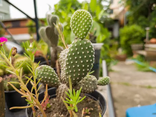 Kuraklığa dayanıklı ve sulu bitkilerin güzel doğal arka planı. Şehir yaşamı için küçük, çalılar, süslü ve sevimli çiçekler.