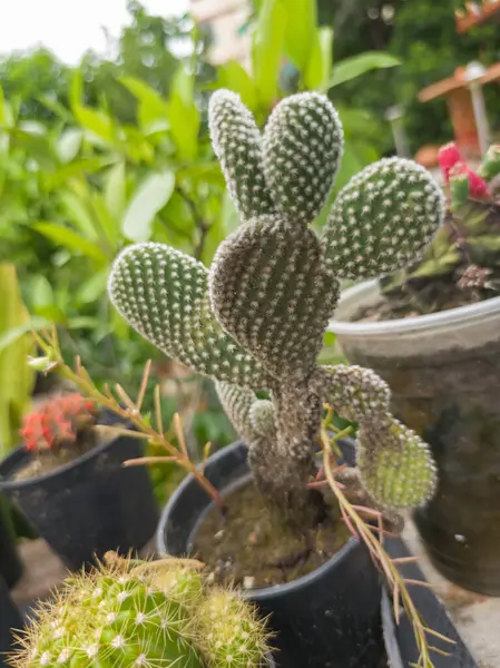 Kuraklığa dayanıklı ve sulu bitkilerin güzel doğal arka planı. Şehir yaşamı için küçük, çalılar, süslü ve sevimli çiçekler.