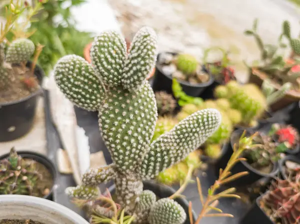 Kuraklığa dayanıklı ve sulu bitkilerin güzel doğal arka planı. Şehir yaşamı için küçük, çalılar, süslü ve sevimli çiçekler.