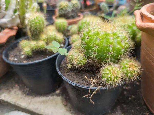 Kuraklığa dayanıklı ve sulu bitkilerin güzel doğal arka planı. Şehir yaşamı için küçük, çalılar, süslü ve sevimli çiçekler.
