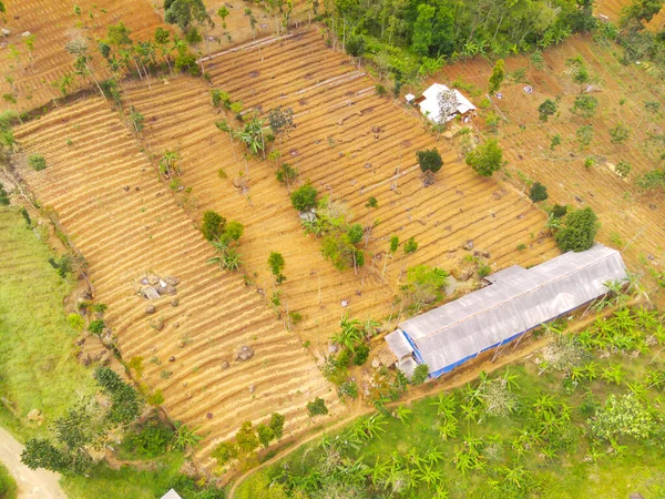 概要インドネシアのキカンプン地方の山岳地帯で生育する空中プランテーション フォーカスじゃない — ストック写真