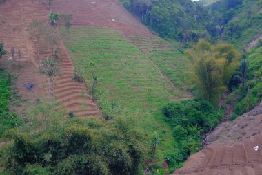 Endonezya 'nın Pangandaran bölgesine sebze ekilen bir tepeden gelen bulanık arka plan vadisi. Odaklanma