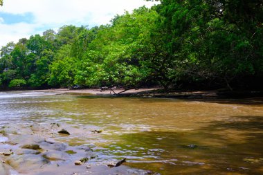 Soyut Odaklanmış Bulanık Arkaplan Pangandaran bölgesindeki Mangrov Ormanı 'nın güzel bir manzarası. Odaklanma