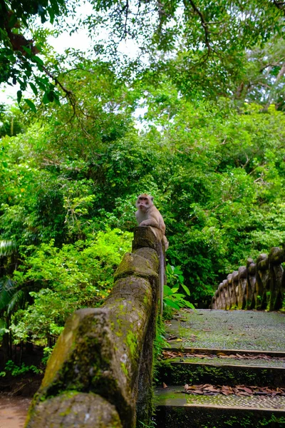 Abstraktní Rozostřené Rozmazané Pozadí Opice Potulující Lesem Zajetí Pláži Pangandaran — Stock fotografie