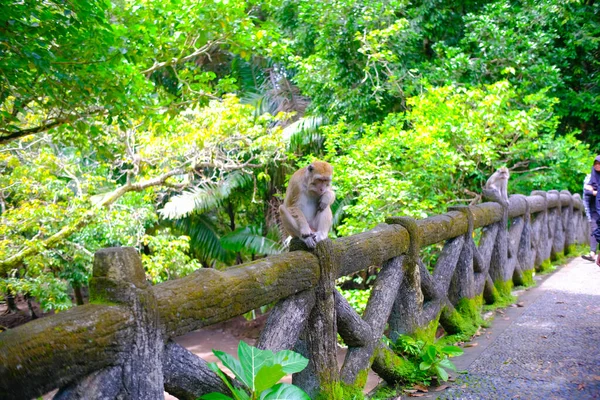 摘要印度尼西亚潘干达兰海滩上 一群毛猴在圈养的森林里游荡 造成了混乱的背景 不集中精神 — 图库照片