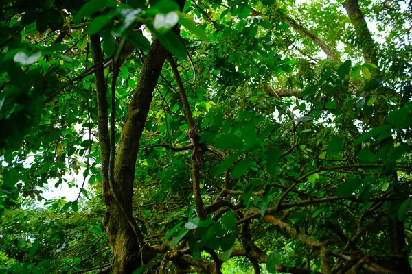 要旨インドネシアのパンガンダラン地域の海岸にある自然保護区の森林の背景の雰囲気 フォーカスじゃない — ストック写真