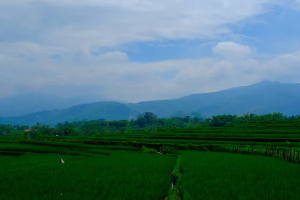 Landscape View Lush Green Rice Fields Hillside Indonesia — Stock Photo, Image