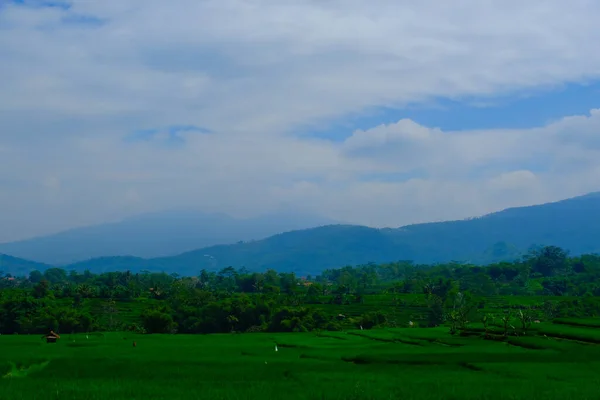 Yamaçtaki Yemyeşil Pirinç Tarlalarının Manzarası Endonezya — Stok fotoğraf