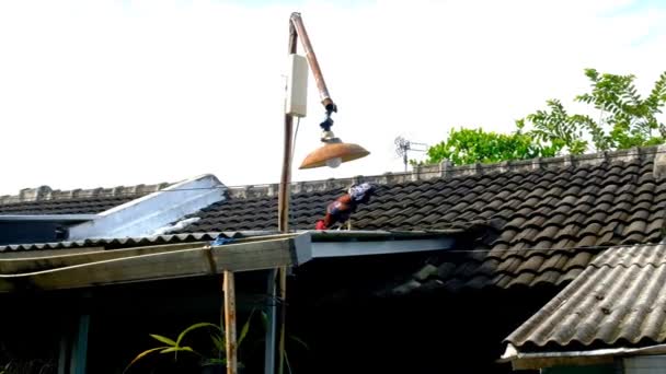 Footage Rooster Stuck Roof House Bandung Indonesia — Stock Video