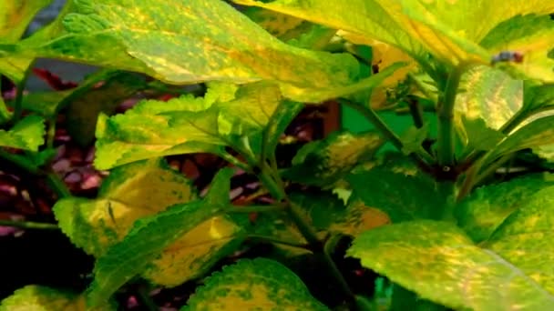 Footage Ornamental Plant Bright Yellow Leaves Slightly Green Color Bandung — Stock Video