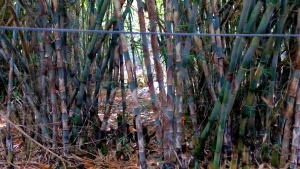 Filmato Una Tranquilla Tesa Foresta Bambù Nella Zona Bandung Indonesia — Video Stock