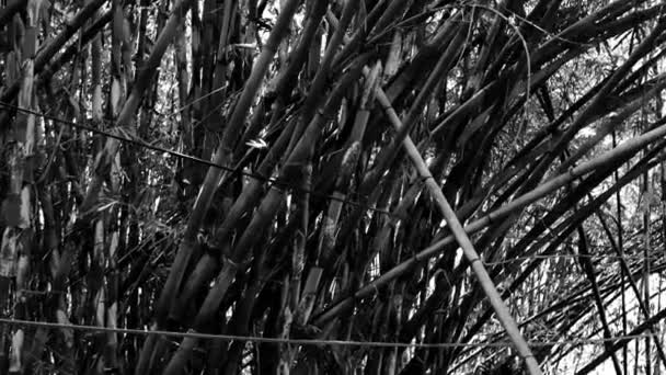 Monochrome Aufnahmen Eines Ruhigen Und Angespannten Bambuswaldes Bandung Indonesien — Stockvideo