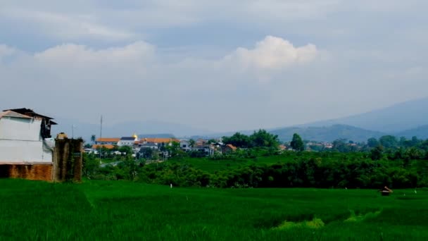 Vista Panorámica Campos Arroz Verde Por Mañana Ciudad Bandung Indonesia — Vídeos de Stock