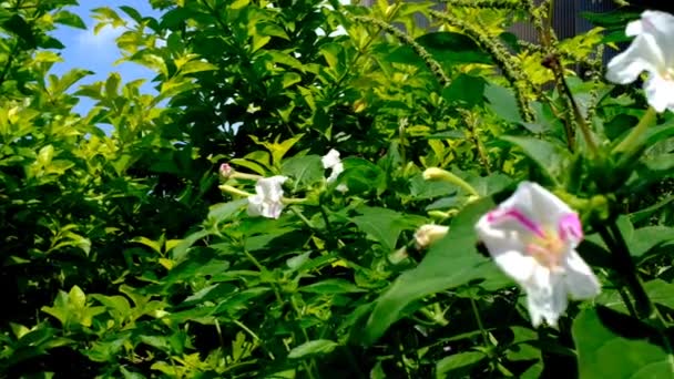 Blütenpracht Video Von Weißen Blumen Einem Vom Wind Verwehten Garten — Stockvideo