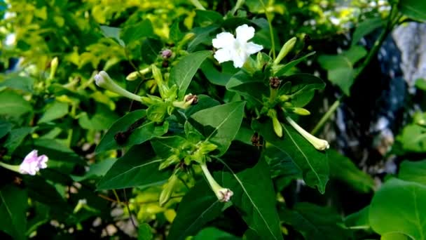Film Kwiatami Wideo Białymi Kwiatami Ogrodzie Wietrznym Przez Wiatr Mieście — Wideo stockowe