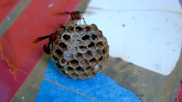 Animal Footage Video Von Zwei Wespen Die Ihr Auf Den — Stockvideo