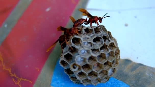 Animal Footage Video Von Zwei Wespen Die Ihr Auf Den — Stockvideo