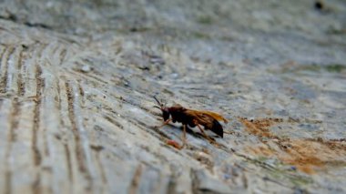 Hayvan Görüntüleri. Bandung-Endonezya 'da yerde sürünen ve uçamayan eşek arılarının videosu.