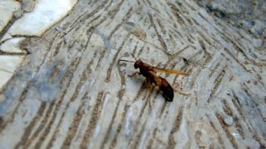 Hayvan Görüntüleri. Bandung-Endonezya 'da yerde sürünen ve uçamayan eşek arılarının videosu.