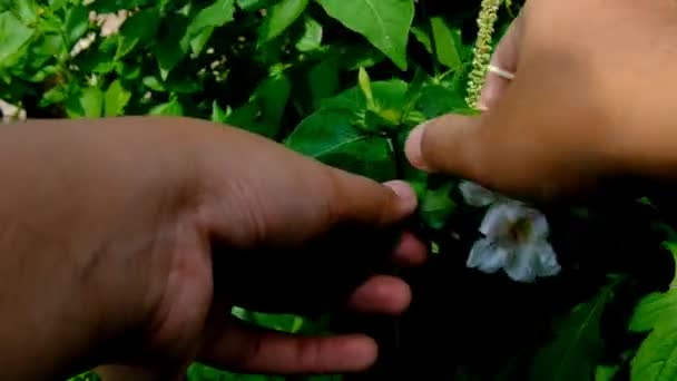 花的花纹 印度尼西亚万隆地区一个花园采摘白花的录像 — 图库视频影像