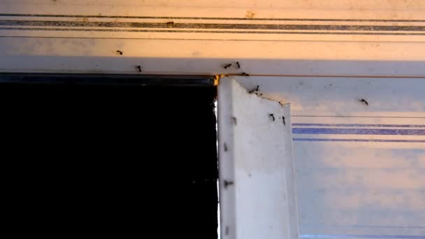动物的形象 印度尼西亚万隆市一座房子的墙上有一个蚂蚁群在裂缝上游荡的时间视频 — 图库视频影像
