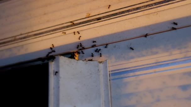 动物的形象 在印度尼西亚万隆市 一只蚂蚁在一幢房子的墙上的裂缝上游荡 潘培尔拍摄了一段视频 — 图库视频影像