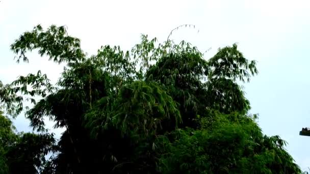Nagranie Natury Wiatr Wiejący Gałęzie Drzewa Bambusowego Mieście Bandung Indonezja — Wideo stockowe