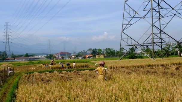 Bandung Batı Java Endonezya Nisan 2023 Peyzaj Görüntüleri Pirinç Tarlalarını — Stok video