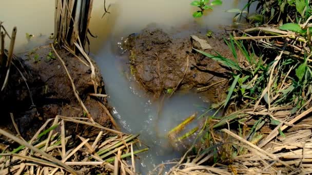 Water Flow Footage Vidéo Écoulement Eau Dans Les Rizières Périphérie — Video