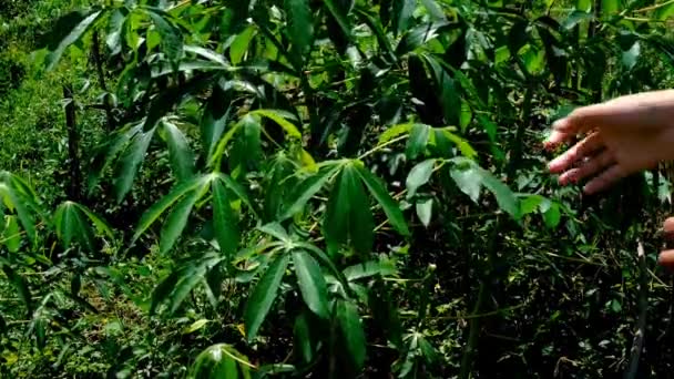 Rostlinné Záběry Video Sbírání Sklizně Listů Kasavy Zahradě Městě Bandung — Stock video