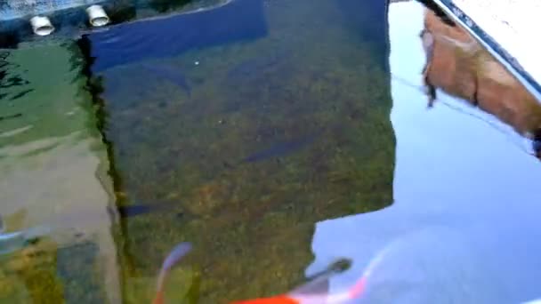 Imagens Animais Vídeo Peixes Koi Nadando Rapidamente Uma Lagoa Cidade — Vídeo de Stock