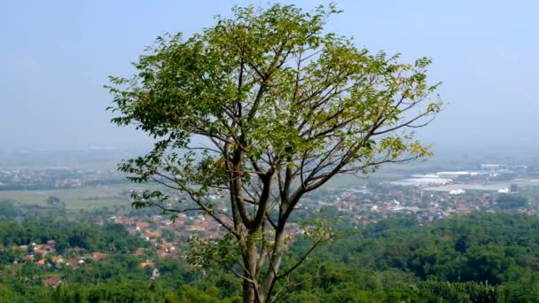 Nagranie Natury Timelapse Wideo Drzew Wieje Wietrze Lokalizacja Cikancung Obrzeżach — Wideo stockowe