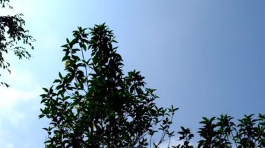 Doğa Görüntüsü. Rüzgarda esen ağaç yapraklarının siluetlerini gösteren kısa bir video. Bandung Bölgesi, Endonezya, Cikancung 'da bir yer